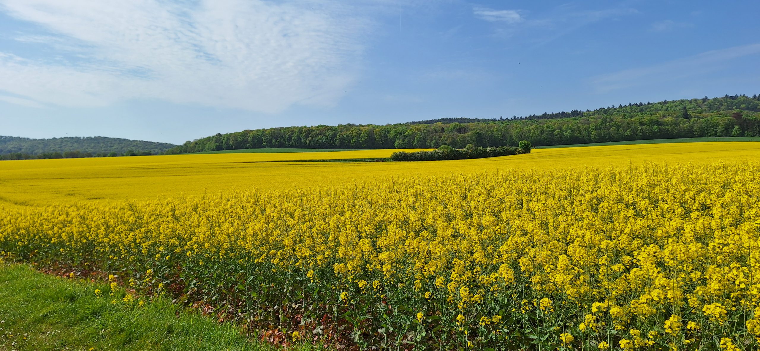Im Kontakt mit anderen Menschen und mit der Natur: Ein Rapsfeld in der Umgebung des Exerzitienhauses im Kloster Marienrode. Das Bild ist entstanden bei einem Spaziergang während eines Retreats dort.